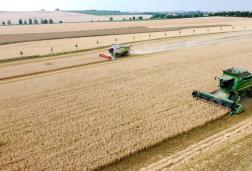 Sklizeň pšenice - konec července