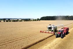 Sklizeň pšenice - konec července