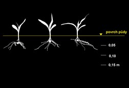 12. Tvar kořenového systému rostlin kukuřice v závislosti na technologii zpracování půdy. Klasická technologie.